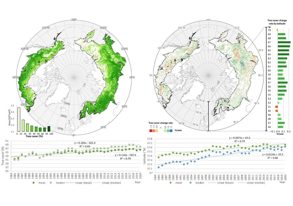 Las imágenes satelitales muestran dos señales claras, como se observa en la figura: el bosque boreal ha aumentado su cobertura en las últimas décadas y su límite se está desplazando progresivamente hacia el norte.