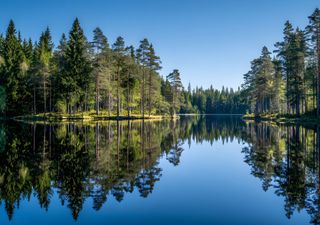 Los bosques boreales se han expandido y se desplazan hacia el norte: ¿por qué no sería una buena noticia?