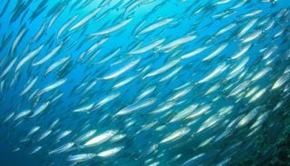 Cient&iacute;ficos de la Universidad de Navarra descubren un nuevo par&aacute;sito en las sardinas que consumimos
