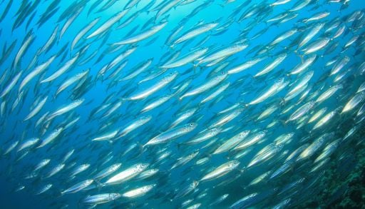Cient&iacute;ficos de la Universidad de Navarra descubren un nuevo par&aacute;sito en las sardinas que consumimos