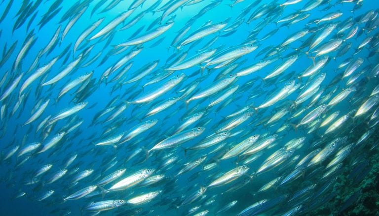 Cient&iacute;ficos de la Universidad de Navarra descubren un nuevo par&aacute;sito en las sardinas que consumimos