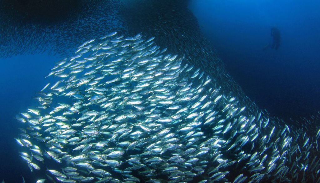 Los investigadores no han detectado indicios de que el nuevo parásito encontrado en sardinas esté causando un problema sanitario de gran magnitud