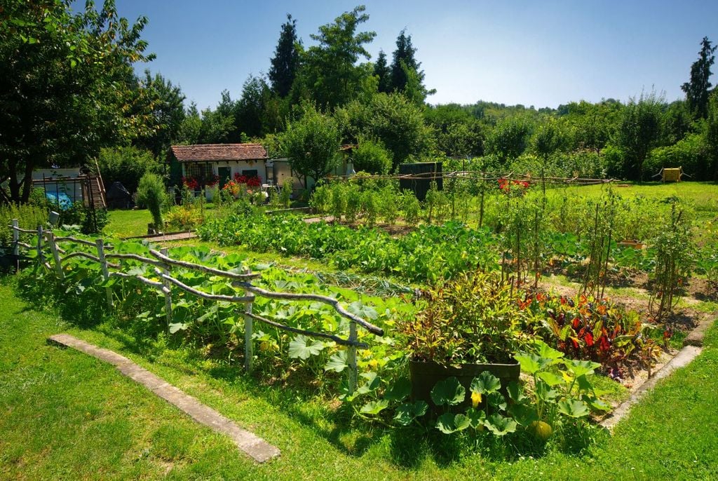 Especialistas recomiendan sembrar flores en los alrededores de los huertos. Especialistas recomiendan sembrar flores en los alrededores de los huertos.