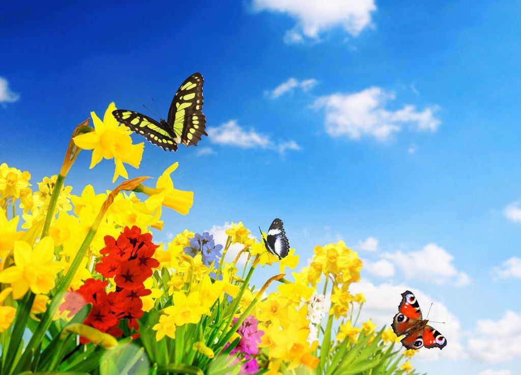 Las abejas y las mariposas son excelentes polinizadoras que ayudan a los cultivos. Las abejas y las mariposas son excelentes polinizadoras que ayudan a los cultivos.