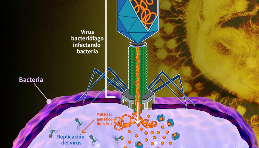 Imagen ilustrativa del mecanismo de un virus bacteriófago atacando una bacteria. Imagen tomada de Ciencia UNAM.