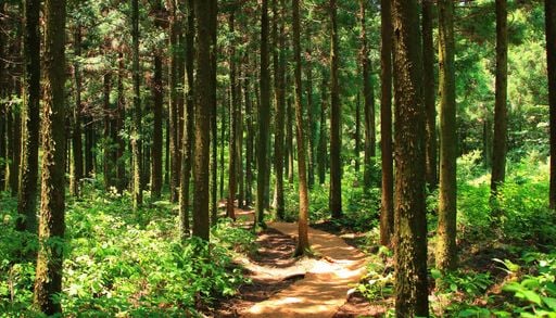 Cient&iacute;ficos del CREAF descubren que los bosques de la Espa&ntilde;a peninsular consumen un 20% m&aacute;s de agua que en los noventa