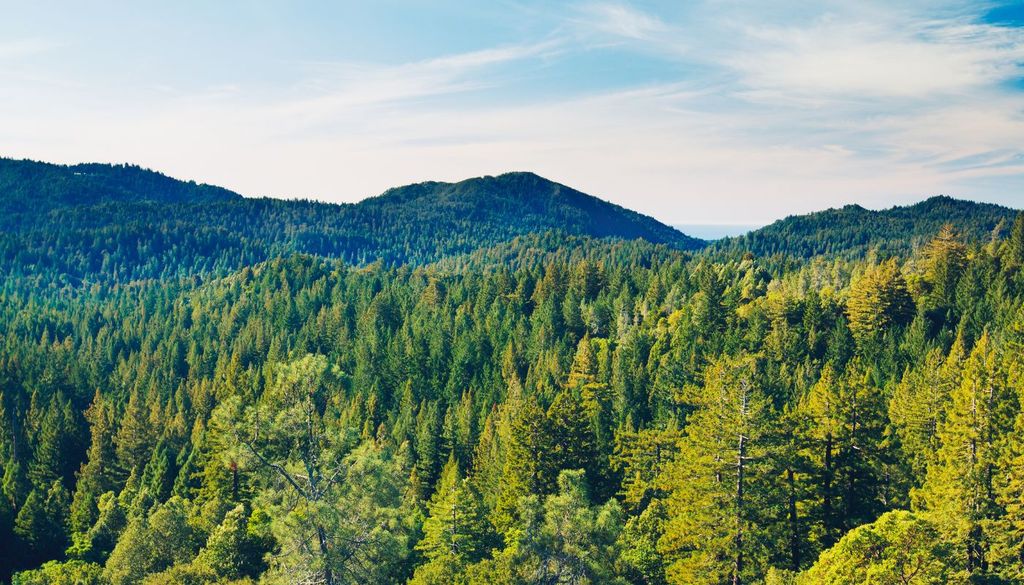 El volumen de agua que alimenta ríos, embalses y acuíferos tras atravesar los ecosistemas forestales ha disminuido un 28%
