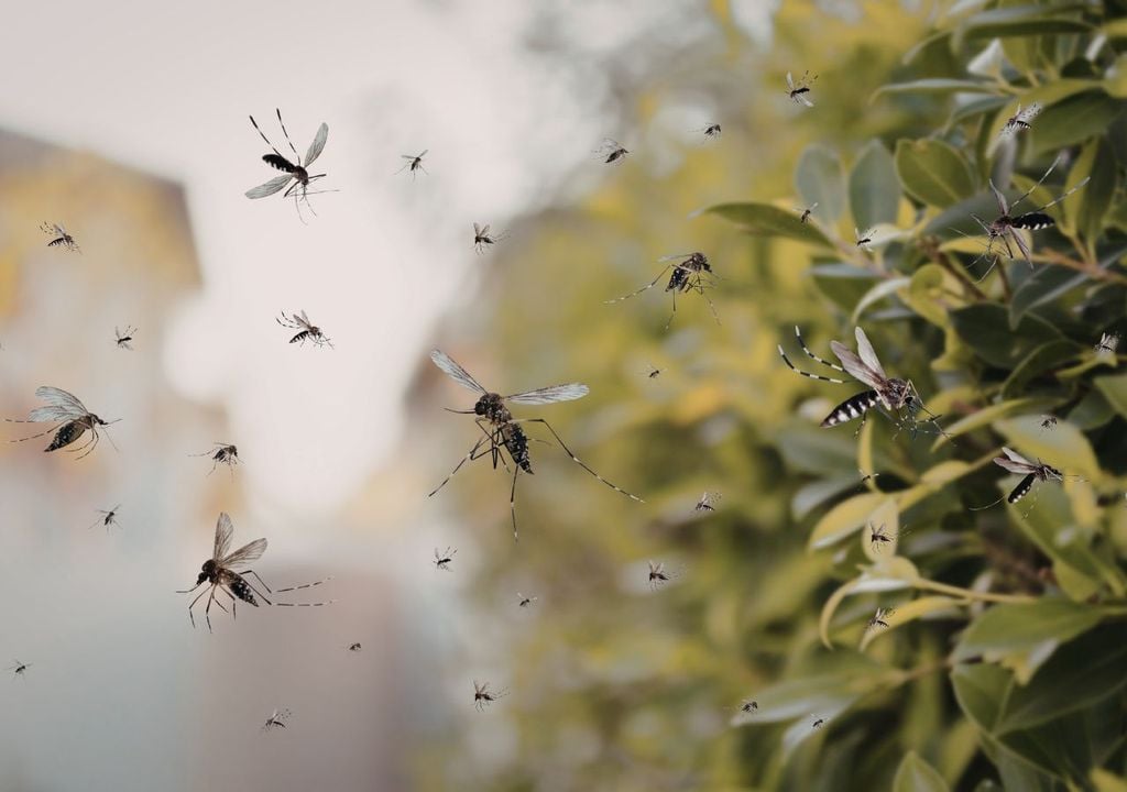 Mosquitos Los mosquitos son organismos ectotermos, por lo que su metabolismo depende directamente del calor ambiental