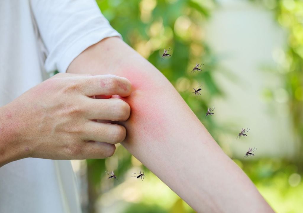 Mosquitos Una parte importante de los criaderos se localiza en entornos domésticos