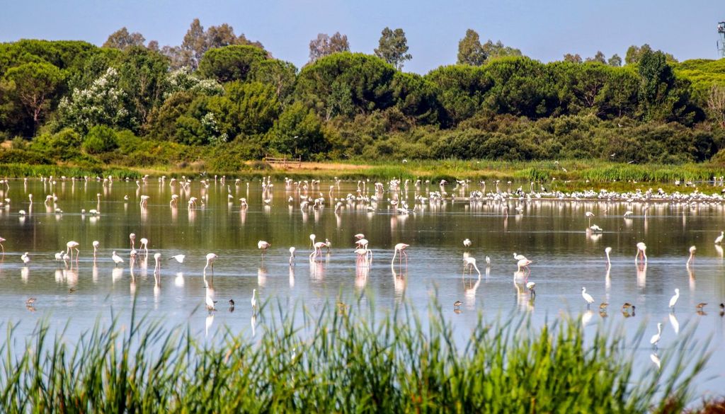 Doñana El hallazgo ha sido realizado por investigadores de la Estación Biológica de Doñana