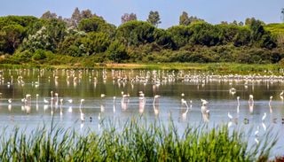 Cient&iacute;ficos del CSIC descubren cuatro nuevas especies de insectos en Do&ntilde;ana mientras vigilaban el virus del Nilo