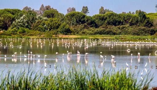 Cient&iacute;ficos del CSIC descubren cuatro nuevas especies de insectos en Do&ntilde;ana mientras vigilaban el virus del Nilo