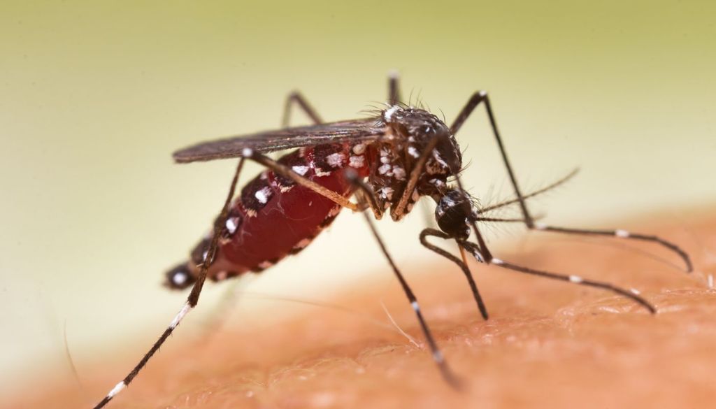 Mosquito Miden apenas dos milímetros de longitud y obtienen sangre realizando pequeños cortes en la piel de aves