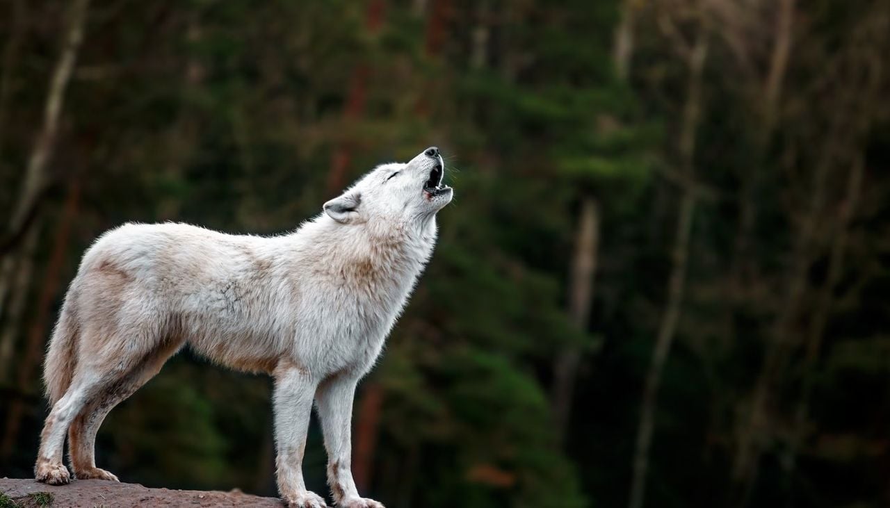 La recuperación de la fauna más emblemática puede ocultar una pérdida de biodiversidad mucho más grave