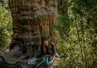 Cient&iacute;ficos demuestran que el alerce milenario chileno protege cientos de especies de hongos subterr&aacute;neos