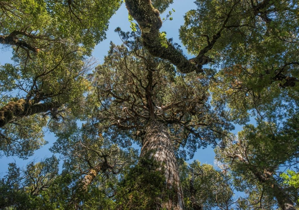 Bosque de alerces. Imagen: Tomás Munita.