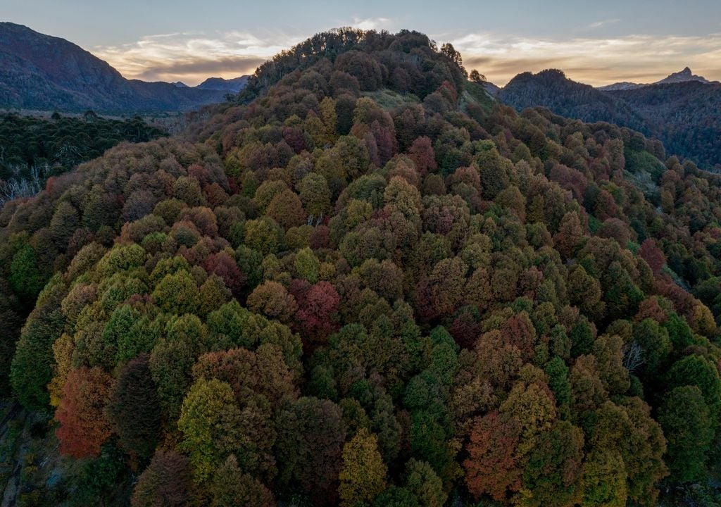 Bosque del Parque Nacional Villarrica. Imagen: Tomás Munita.