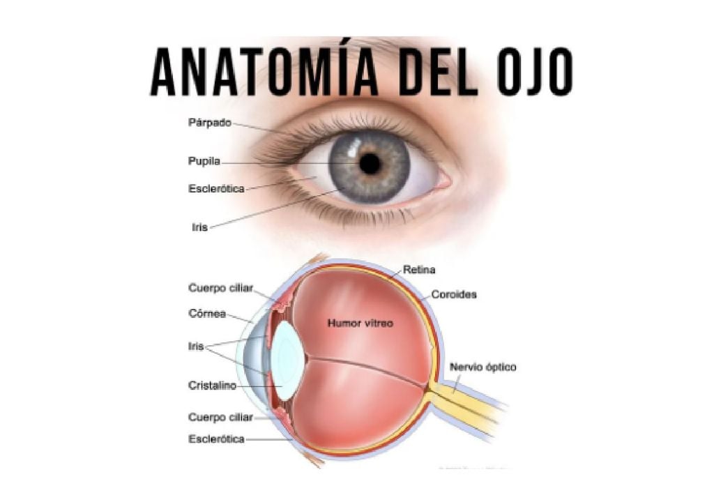 retina anatomia del ojo retina anatomia del ojo