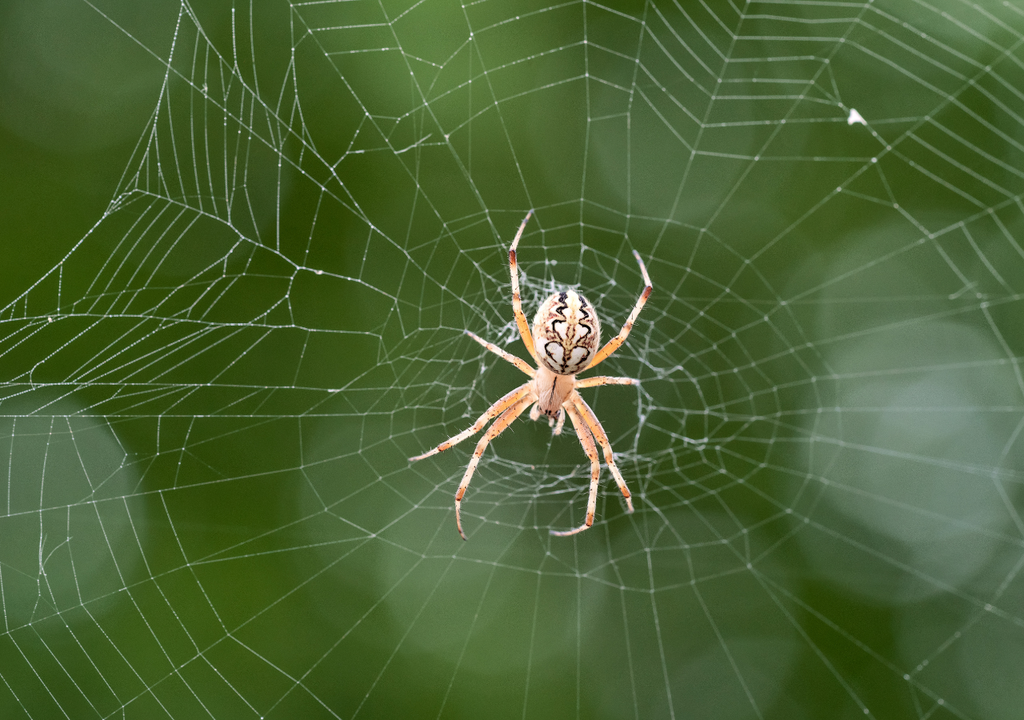 Araña Araña