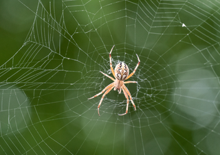 Unos biólogos del CSIC descubren en España una especie de araña que hasta ahora nunca se había visto en Europa