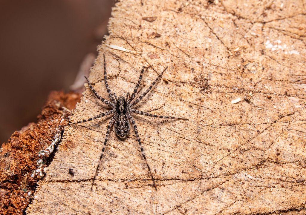Araña Araña
