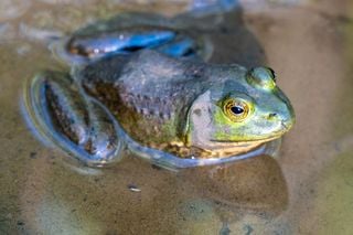 Cient&iacute;ficos descubren en una rana el primer tratamiento eficaz contra una de las toxinas m&aacute;s letales del oc&eacute;ano