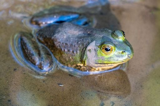 Cient&iacute;ficos descubren en una rana el primer tratamiento eficaz contra una de las toxinas m&aacute;s letales del oc&eacute;ano