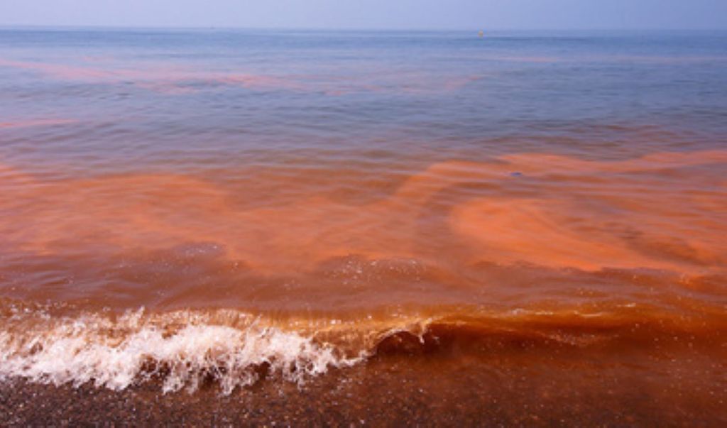 Algunas microalgas fabrican sustancias extremadamente tóxicas que pueden acumularse en moluscos filtradores como mejillones, almejas u ostras, por lo que las autoridades pesqueras decretan vedas. Algunas microalgas, fabrican sustancias tóxicas que pueden acumularse en moluscos filtradores como mejillones por lo que se decretan vedas. Fotografía: Gobierno de México.