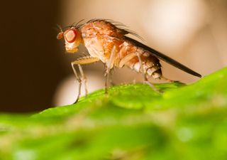 Las moscas son más listas de lo que crees, advierte una científica de Cambridge