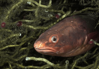 Científicos detectan por primera vez al congrio colorado habitando filtraciones de metano en la costa chilena