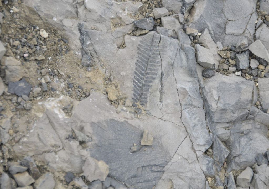 Fósil helecho