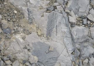 Científicos en Chile descubren helecho que vivió en una Antártica sin hielo