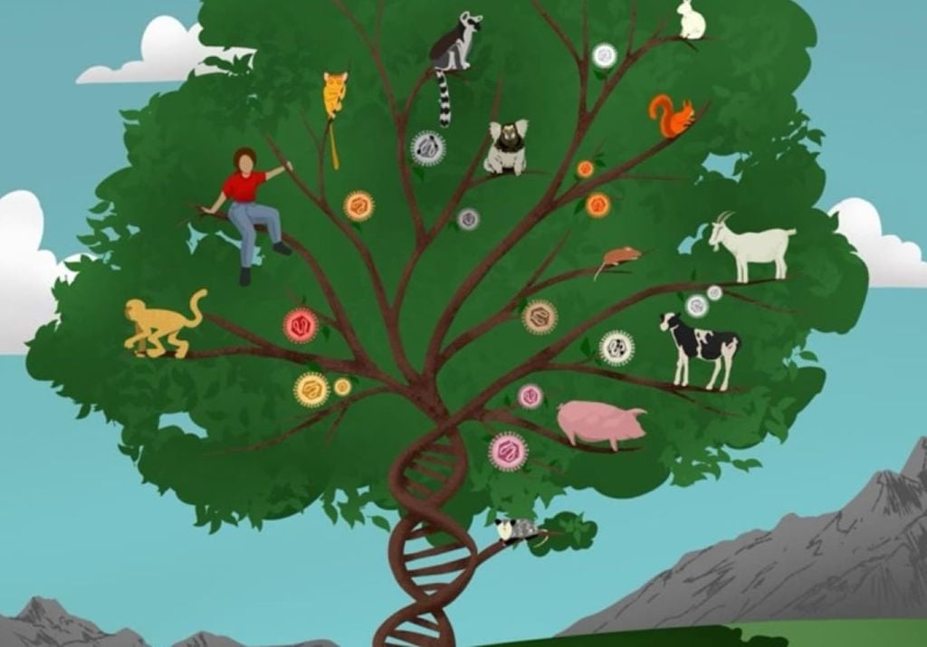 Se puede ver las integraciones de transposones específicas de cada especie como eventos únicos en la historia evolutiva. (Imagen de UC Berkeley por Kerry Lin)