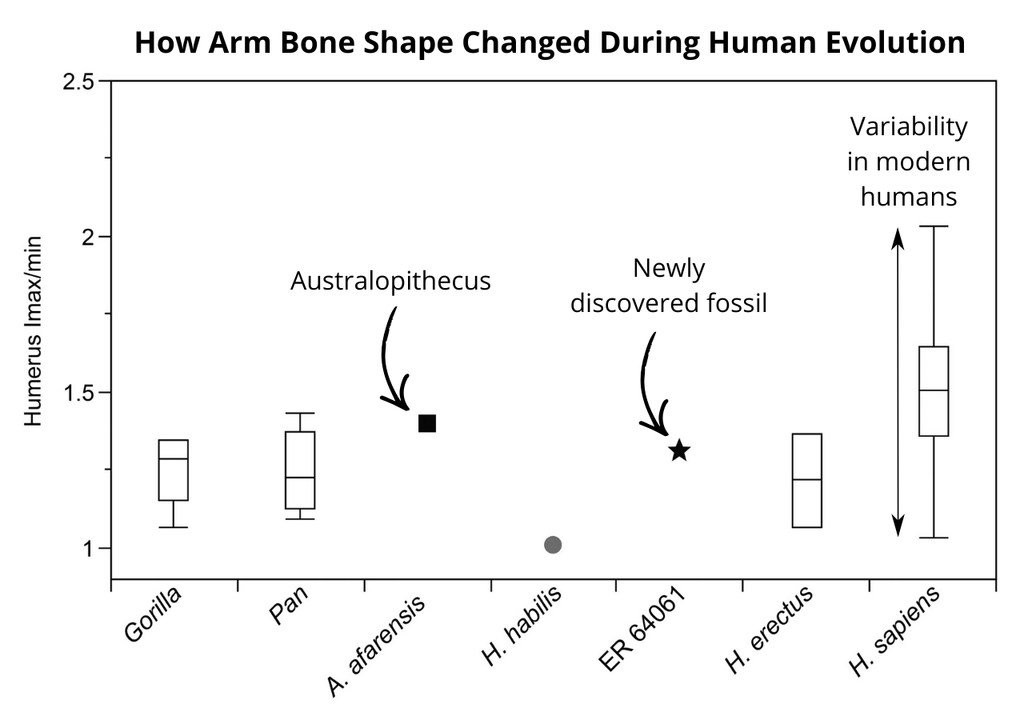 La proporción del húmero indica que el esqueleto descrito (ER 64061) conserva rasgos del brazo más primitivos, similares a los de Australopithecus afarensis (cuadrado negro). Adaptada de Grine et al (2026).
