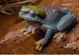 Científicos encuentran una rana mutante muy extraña, nunca antes vista... ¡de color azul!