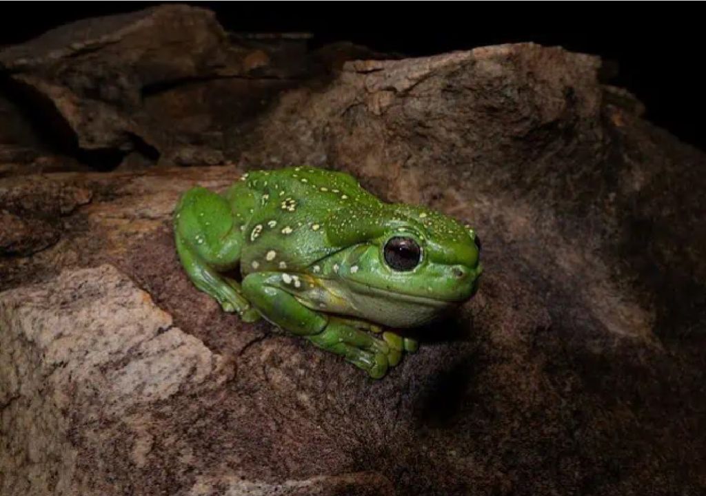 rã arborícola (Litoria splendida)