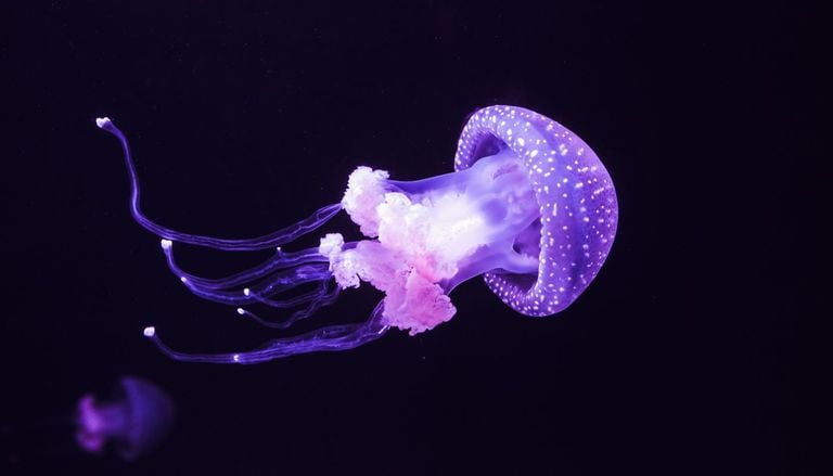 Unos ocean&oacute;grafos espa&ntilde;oles convierten las medusas que da&ntilde;an las redes de pesca en col&aacute;geno sostenible