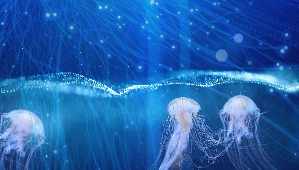 Medusas El colágeno extraído de las medusas capturadas en redes mantuvo su integridad molecular y estructural