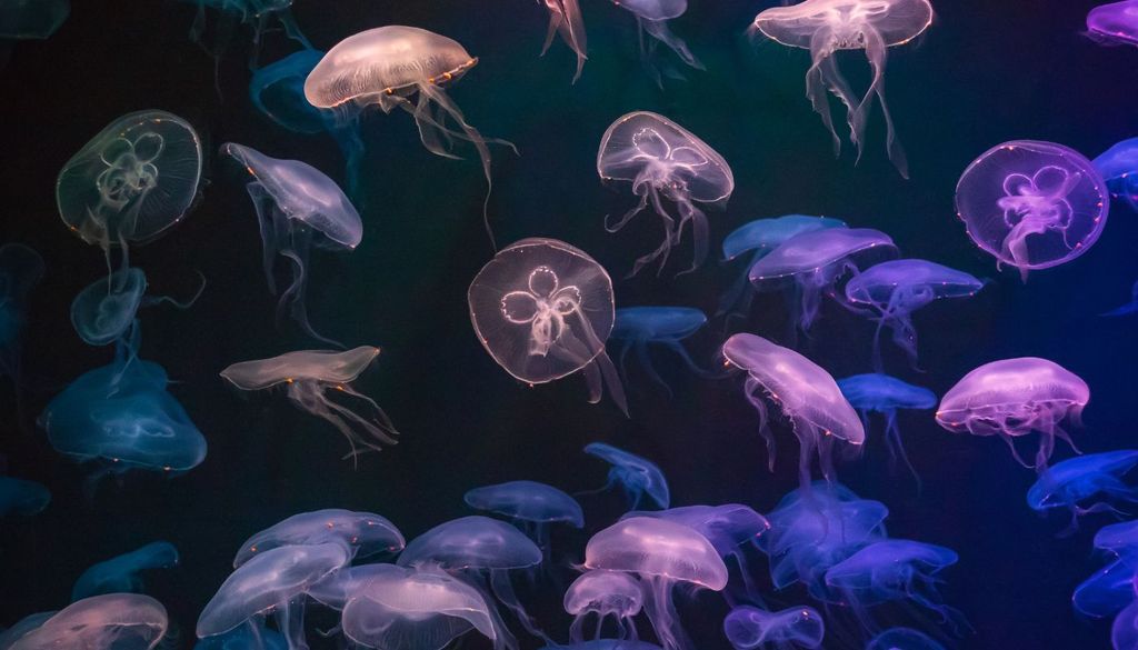 Medusas Muchos materiales considerados desechos pueden convertirse en recursos si existen conocimiento científico