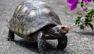 Unos biólogos del CSIC revelan que diez tortugas gigantes podrían recuperar procesos ecológicos perdidos hace 180 años
