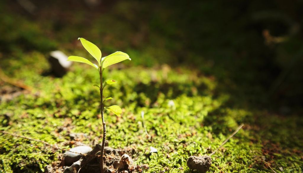 Planta El estudio demuestra cómo herramientas avanzadas pueden ayudar a diseñar reintroducciones más eficaces