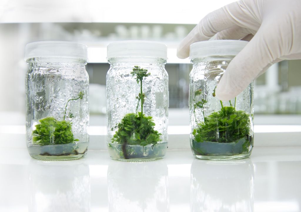plantas plantas