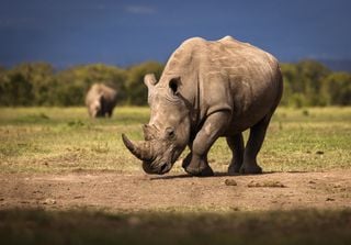 Cientistas tornam chifres de animais radioativos para impedir a caça furtiva