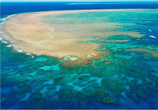 Cientista refuta ONG Greenpeace sobre a existência de corais na Foz do Amazonas