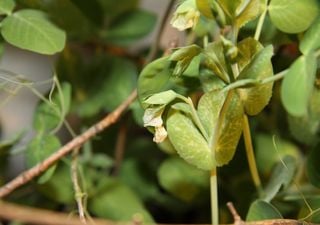 Cientistas afirmam que uma antiga cultura de ervilha preta dos Himalaias pode ser resiliente às alterações climáticas