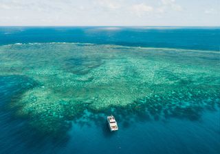 Cientistas alertam: "O colapso dos corais marca o início de uma nova crise global catastrófica"