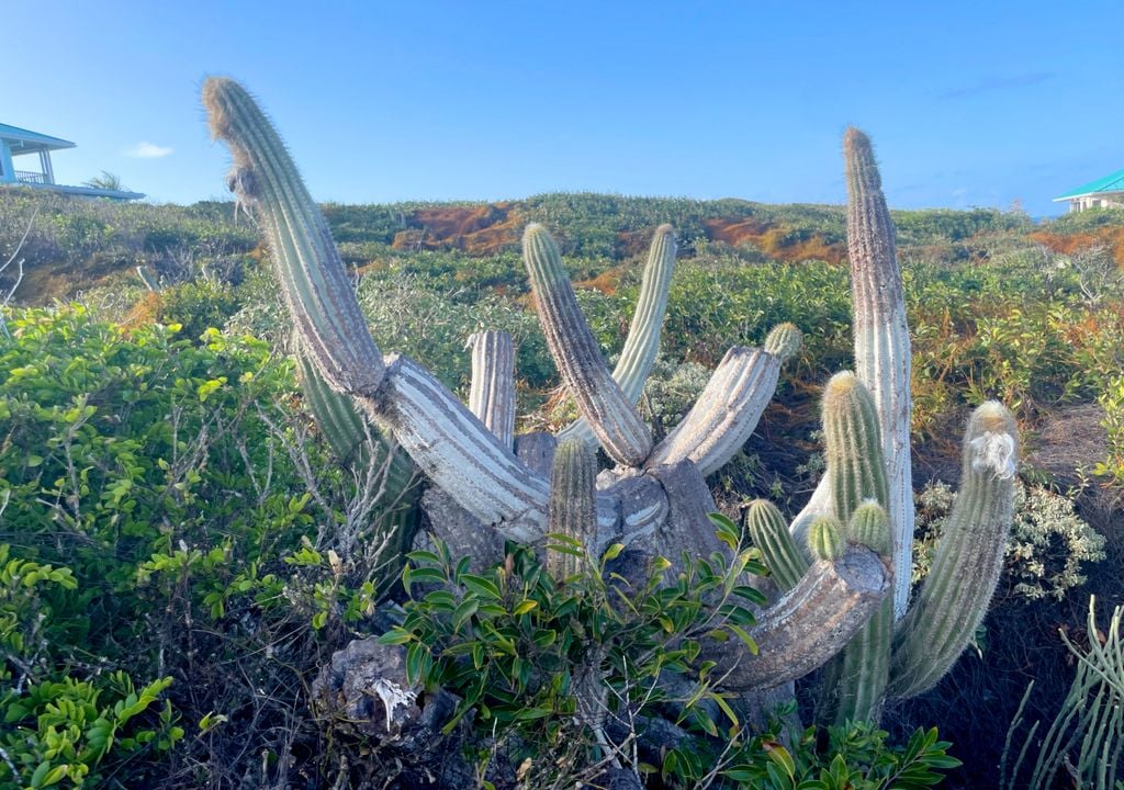 Une population de cactus arborescents appelée Key Largo a complètement disparu aux États-Unis, en raison de l'élévation du niveau de la mer (image : Luke Padon).