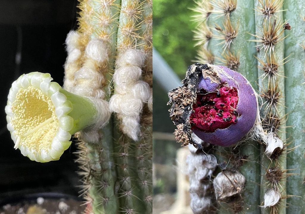 Algunas de las características de la especie incluyen flores que huelen a ajo y frutos que varían entre el rojo y el púrpura brillante.