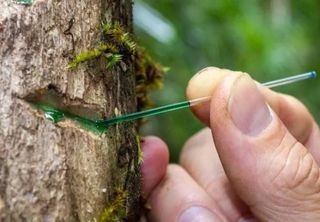 Cientistas brasileiros descobrem plantas que removem metais pesados do solo para limpar zonas contaminadas