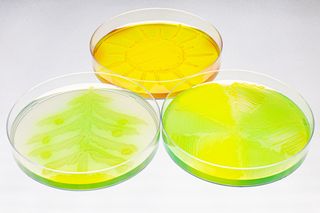 Cientistas brasileiros usam bactérias em sementes para proteger plantas do aquecimento global